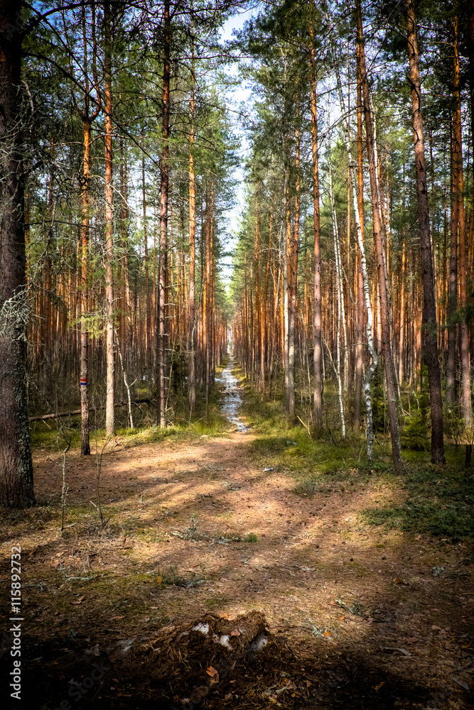 Fototapeta premium Тропинка