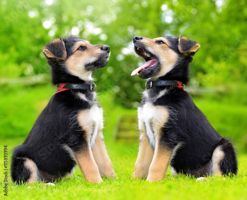 Cute puppy crossbreed dogs in grass.