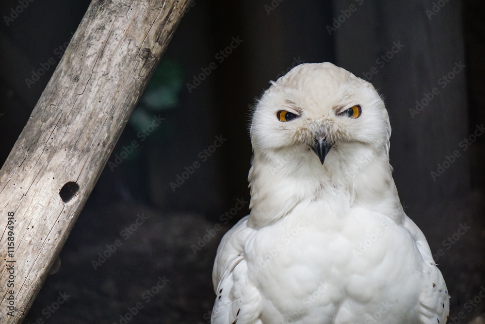 Naklejka premium Schleiereule
