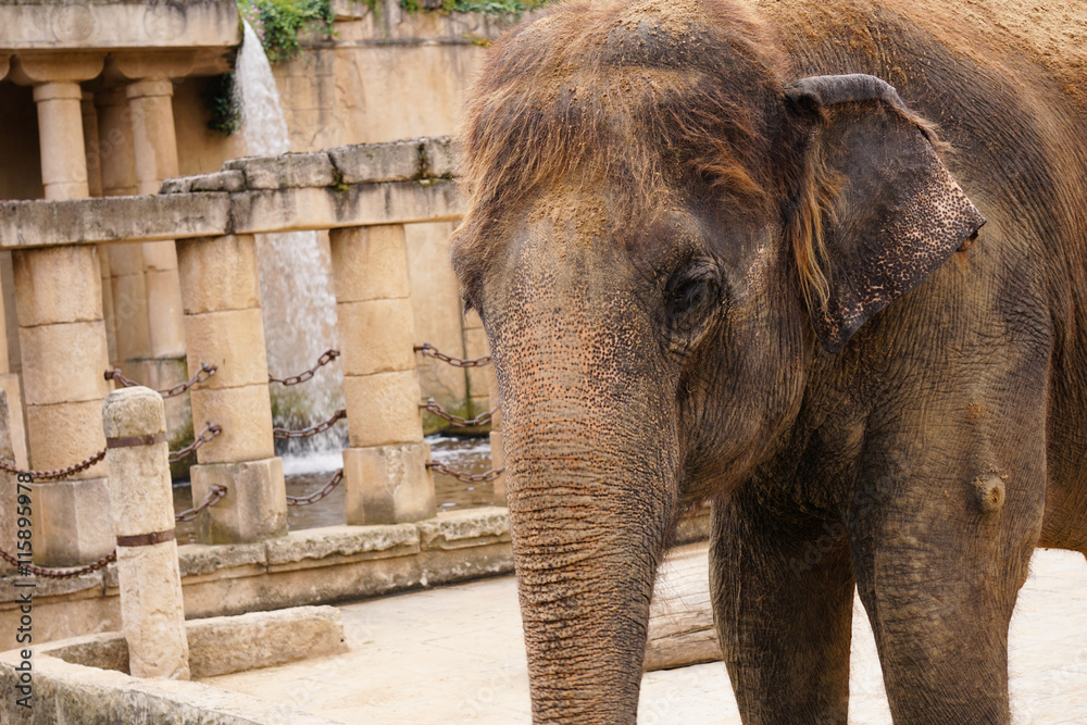 Naklejka premium Elefant