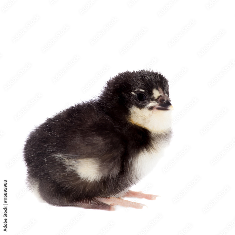 Black chick on white background
