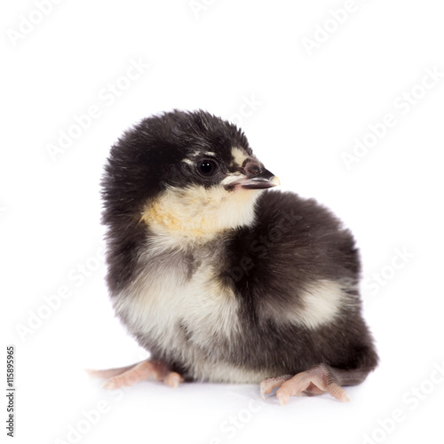 Black chick on white background © Farinoza