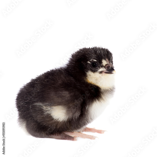 Black chick on white background © Farinoza