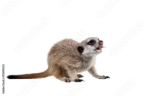 The meerkat or suricate cub, 2 month old, on white © Farinoza