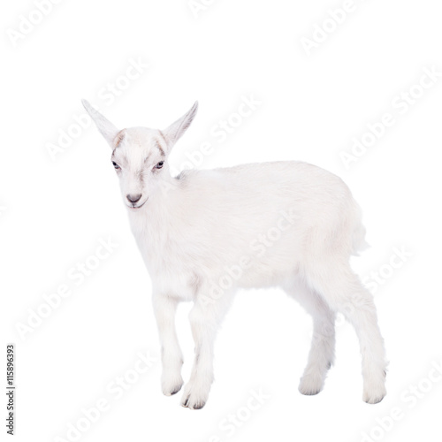 The goatling isolated on white