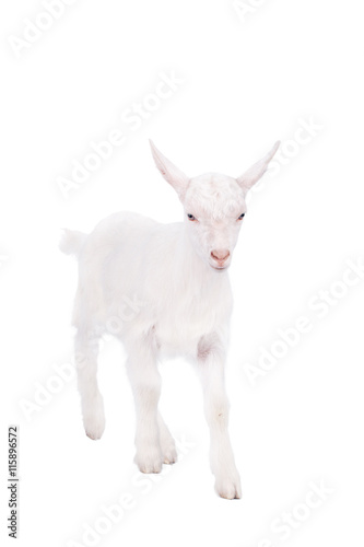 The goatling isolated on white