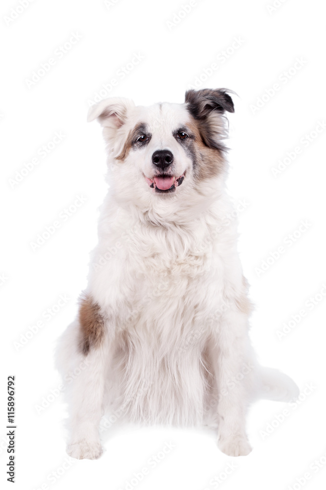 Mixed breed dog on white