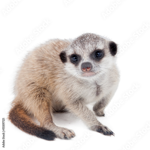 The meerkat or suricate cub, 2 month old, on white