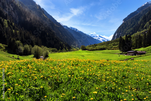 Idyllic mountain landscape in the Alps with yellow flowers and green meadows. Stilluptal, Austria, Tyrol.