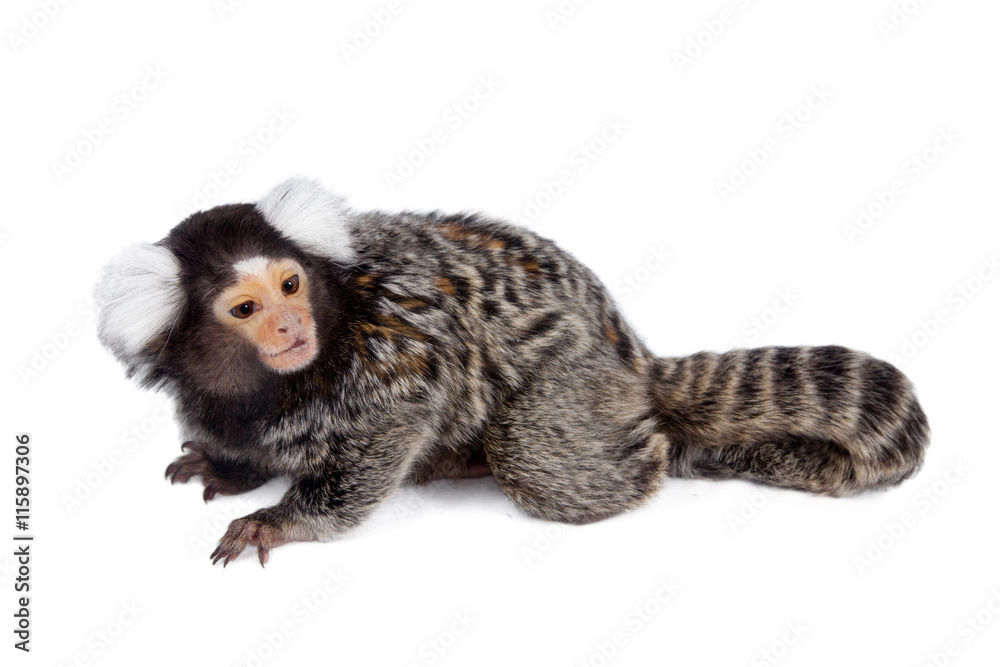 Naklejka premium The common marmoset on white