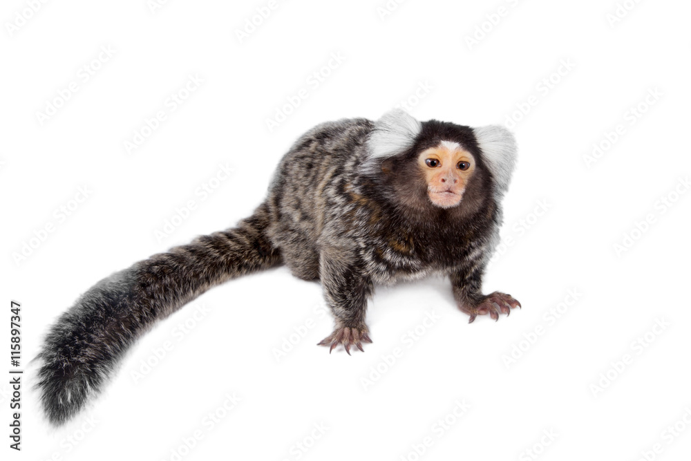Fototapeta premium The common marmoset on white
