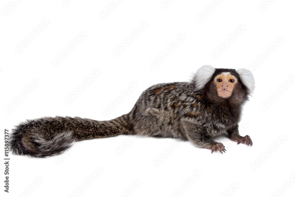 Obraz premium Pazurczatka zwyczajna na białym tle