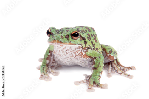 Japaneese forest green tree frog on white