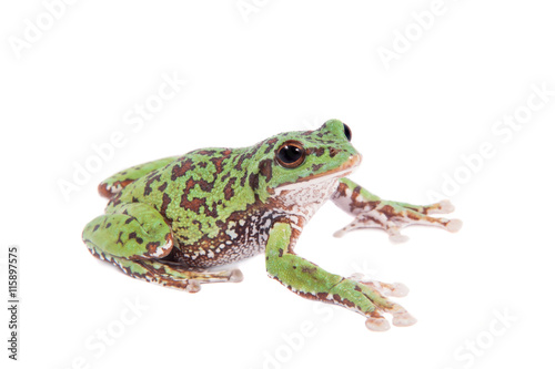 Japaneese forest green tree frog on white