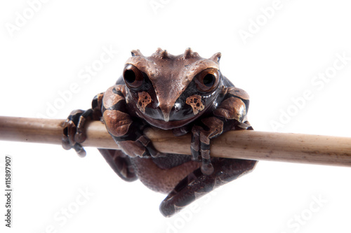 The spiny-headed tree frog on white photo