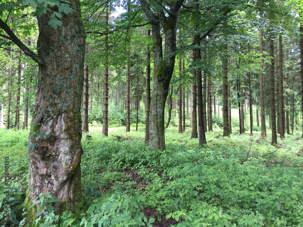 Laubbäume im Wald Laubbäume im Wald