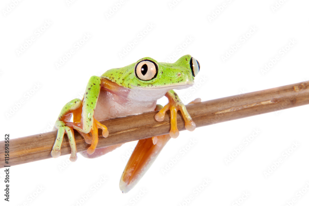 Fototapeta premium Lemur leaf frog on white background