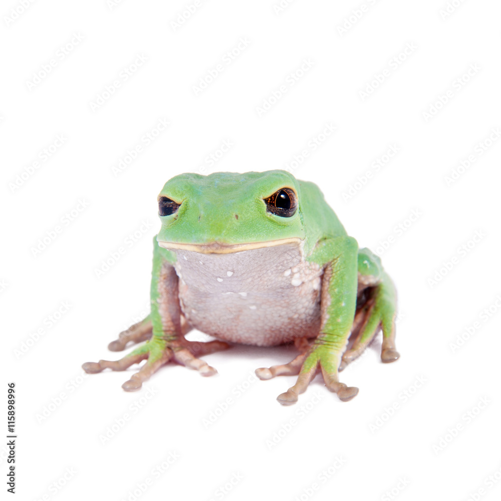 Trinidad Monkey Leaf Frog on white background Trinidad Monkey Leaf Frog on white background