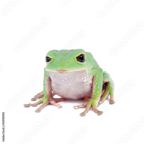 Trinidad Monkey Leaf Frog on white background