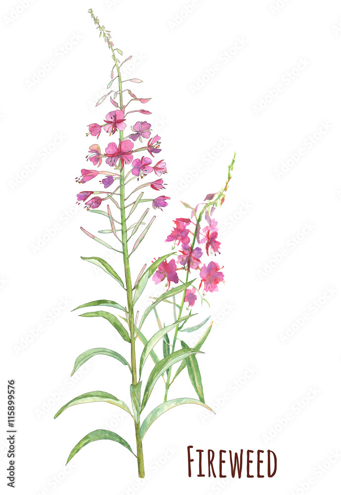 Fireweed (Blooming Sally, Willow-herb, Epilobium), purple flowers on white background, watercolor painting, realistic illustration Fireweed (Blooming Sally, Willow-herb, Epilobium), purple flowers on white background, watercolor painting, realistic illustration