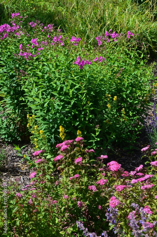 Sommerblumen blühen im Garten