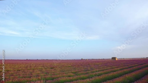 Purple lavender field  photo