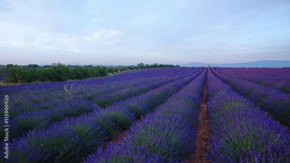 Purple lavender field on a summer day in sunny France