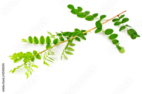 Acacia Branch on a White Background