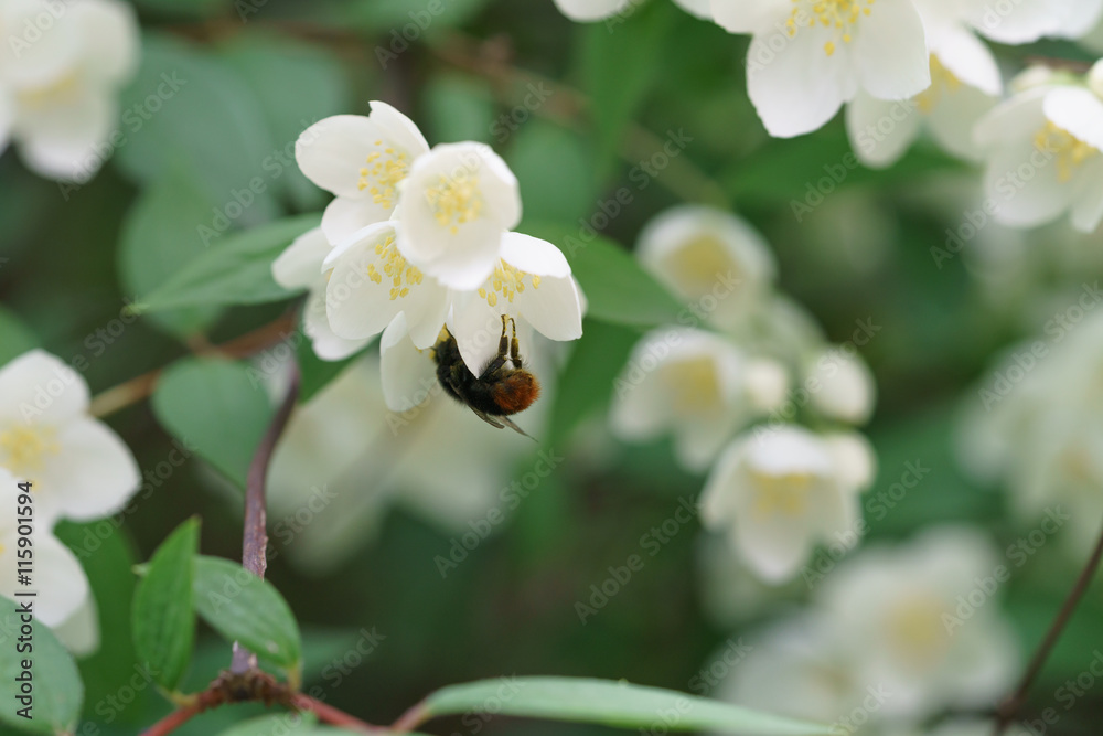 dense jasmine bush blossoming in summer day
