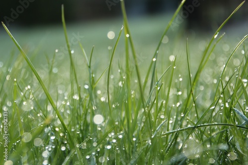 dew drop on grass on spring 