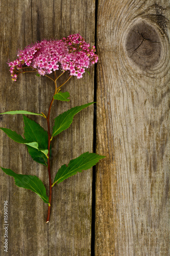 Pink Spirea Flower on a Wooden Rustic Background