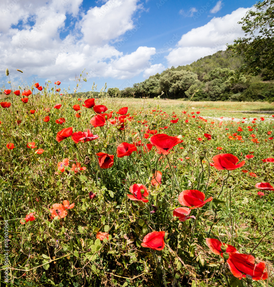 Obraz premium Mohnblumen auf einem Feld