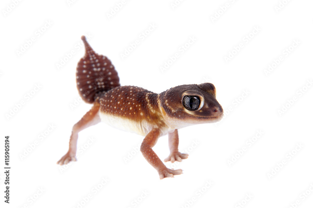 Fototapeta premium Smooth Knob-tailed Gecko on white