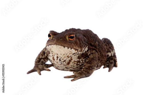 Common or European toad on white