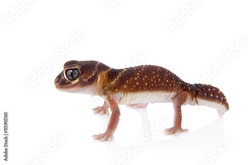 Smooth Knob-tailed Gecko on white © Farinoza