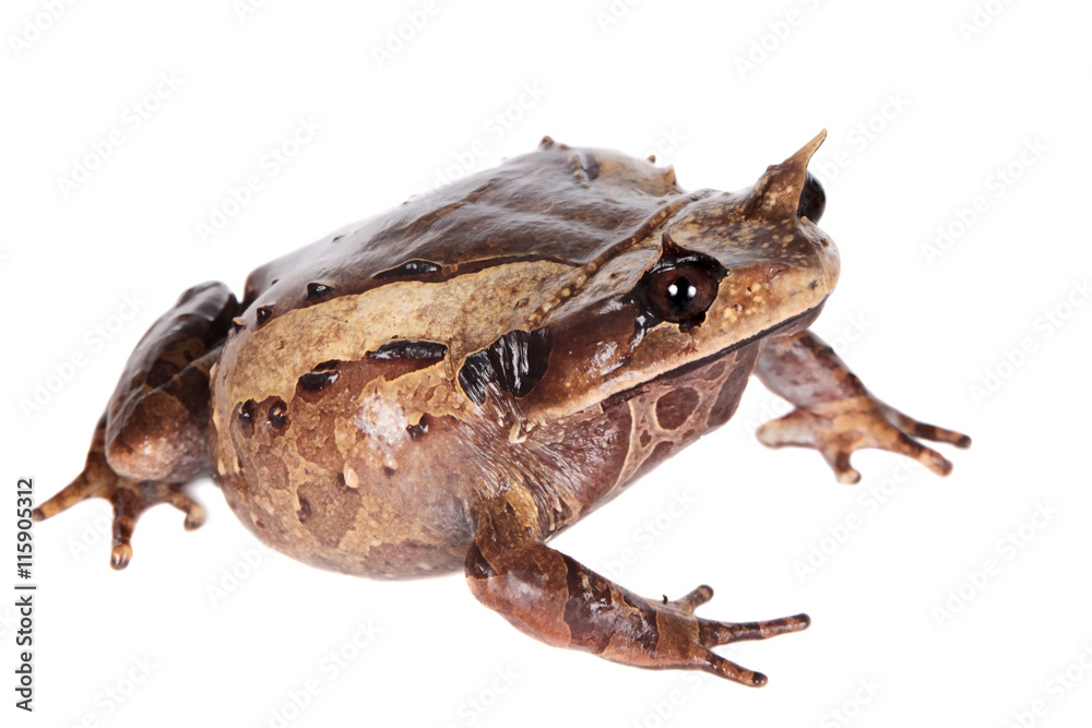 Fototapeta premium Annam spadefoot toad on white