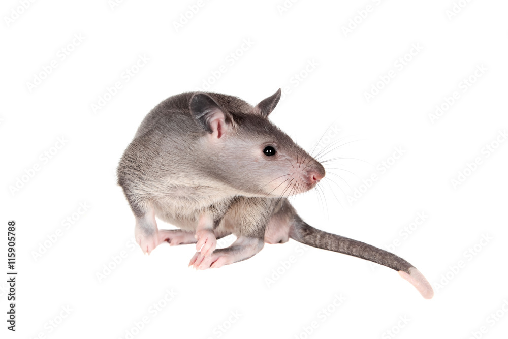 Gambian pouched rat, 3 month old, on white