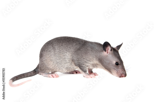 Gambian pouched rat, 3 month old, on white