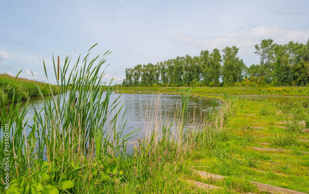 The shore of a lake in summer The shore of a lake in summer