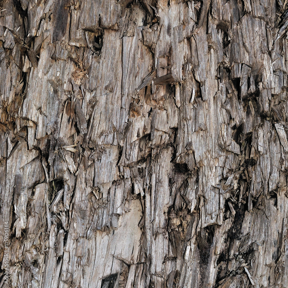 Natural Weathered Grey Taupe Brown Cut Tree Stump Texture, Large Horizontal Detailed Wounded Damaged Vandalized Gray Lumber Background Wood Macro Closeup, Dark Black Textured Cracked Wooden Pattern Natural Weathered Grey Taupe Brown Cut Tree Stump Texture, Large Horizontal Detailed Wounded Damaged Vandalized Gray Lumber Background Wood Macro Closeup, Dark Black Textured Cracked Wooden Pattern