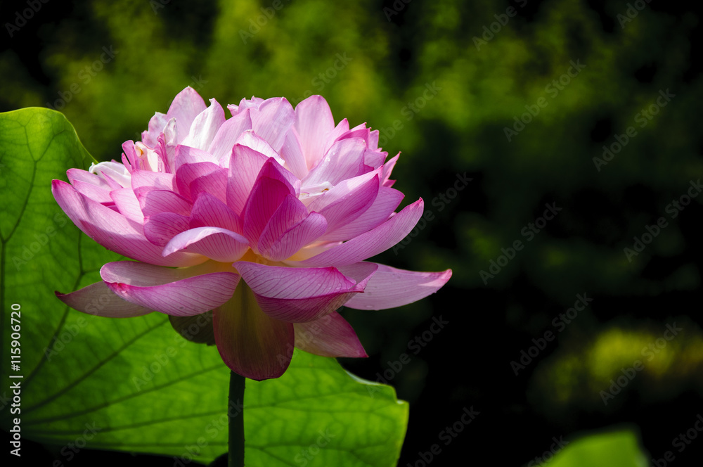Obraz premium Beautiful blossoming lotus in summer 
