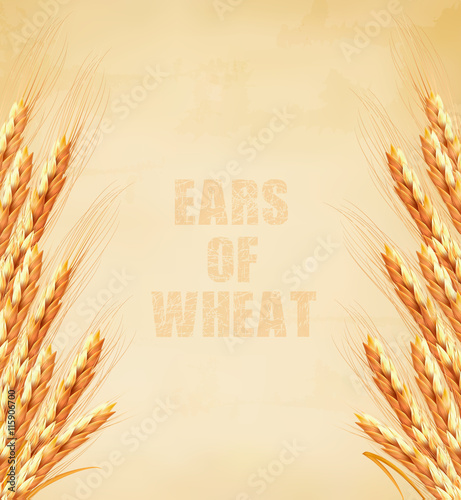 Ears of wheat on old paper background. Vector illustration.