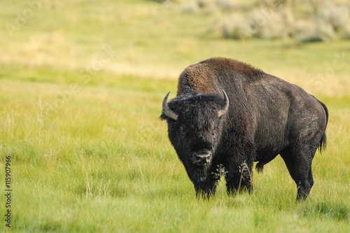Bison of Yellowstone National Park, USA