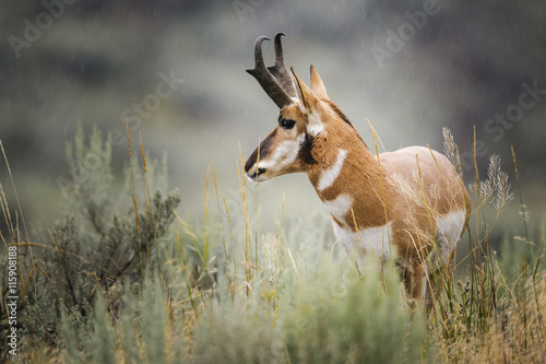 Pronghorn (Antilocapra americana) photo