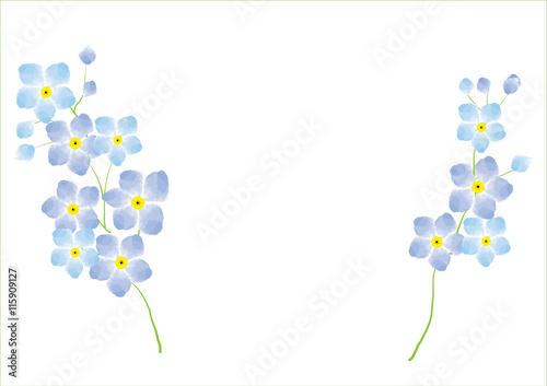 forgetmenot flower  blue and pink on white background