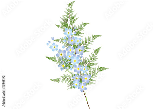bouquet of forgetmenot flowers with fern for object or background.vector illustration