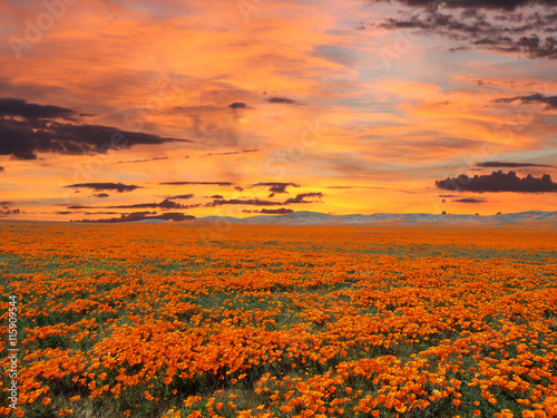 Obraz na plátně California Poppy Field With Sunrise Sky