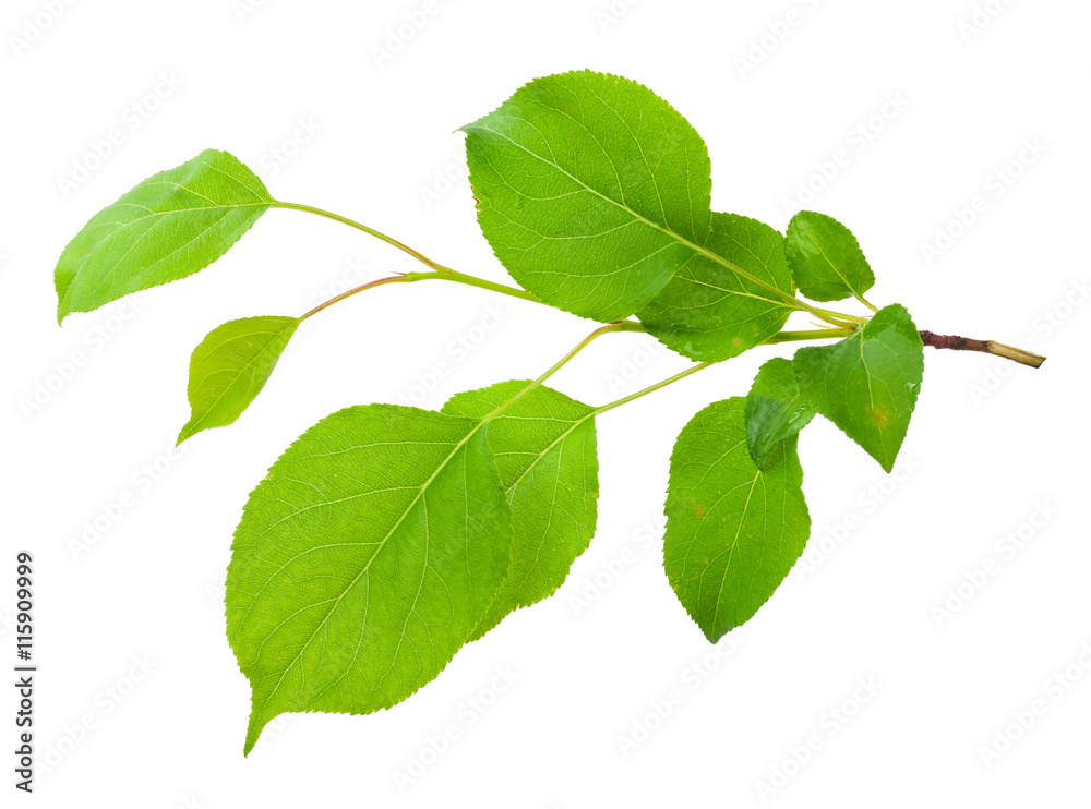 Fototapeta premium Young apple tree branch
