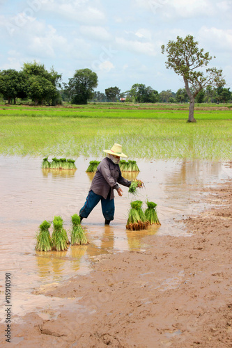 farmer sticky rice planting