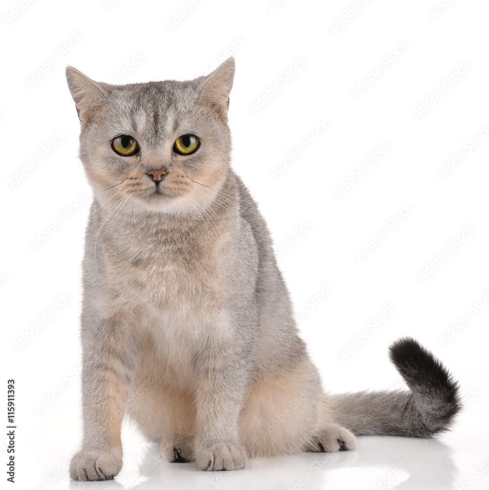 Obraz premium cat on white background.